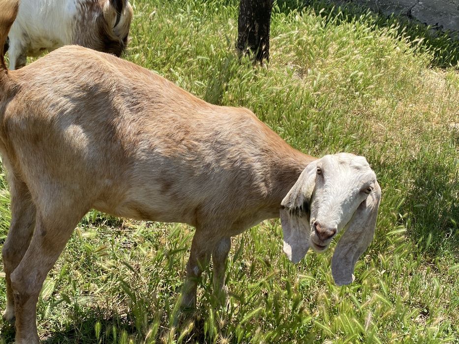 Англонубииски кози