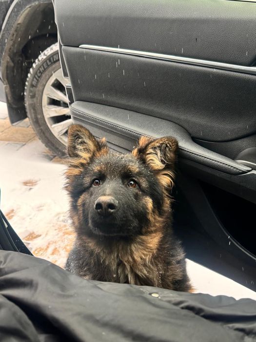 Продается немецкая овчарка 6 месяцев