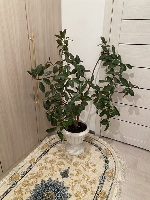 фикус каучуконосный