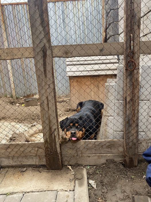 Ротвейлер чистокровный