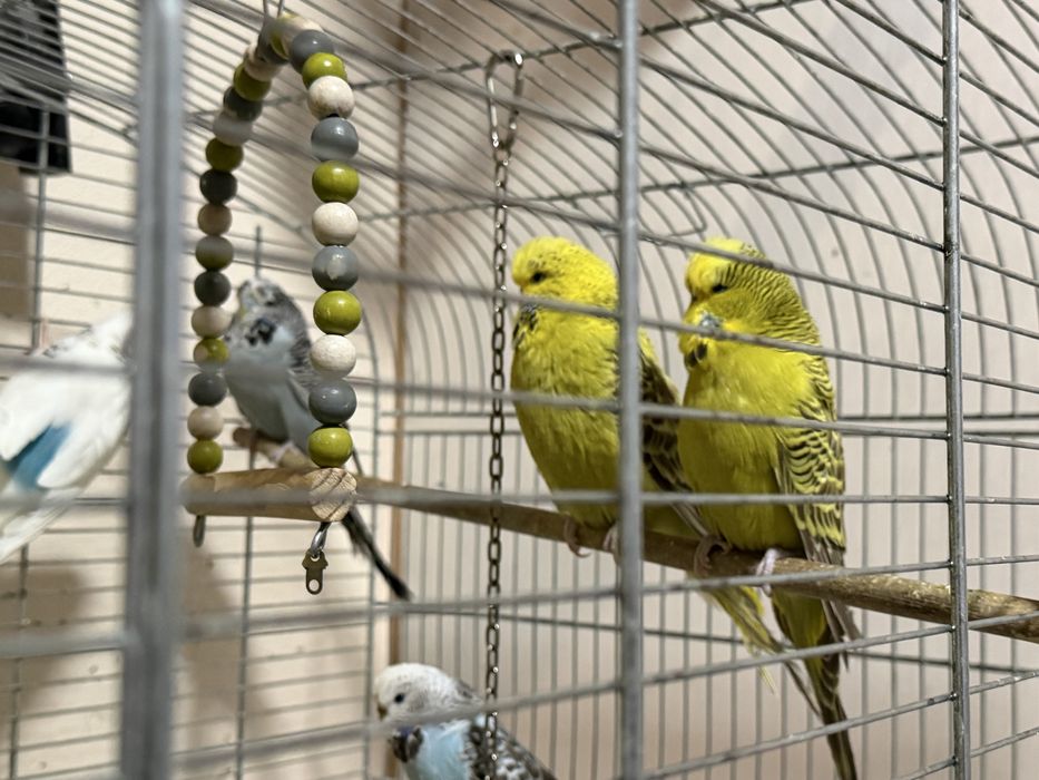 Perusi standard