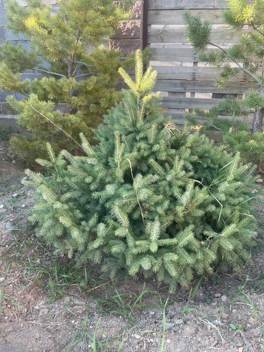 Декоративная ель