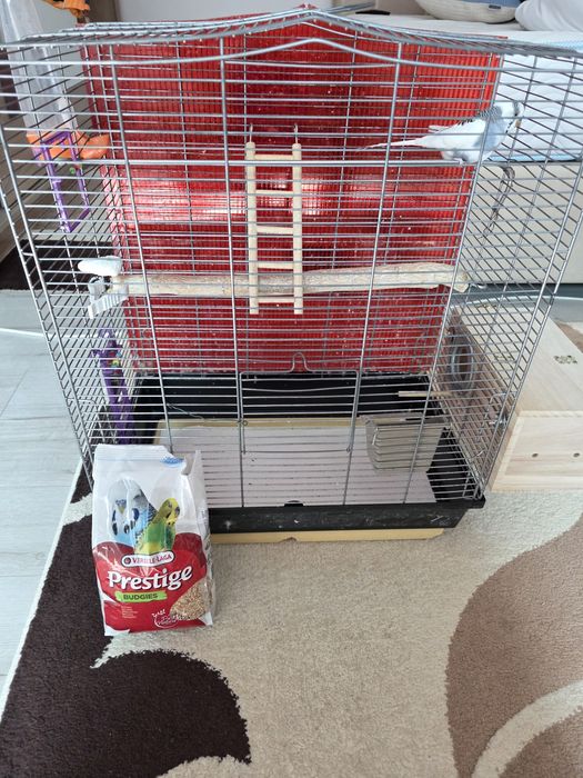 Perus mascul                            .