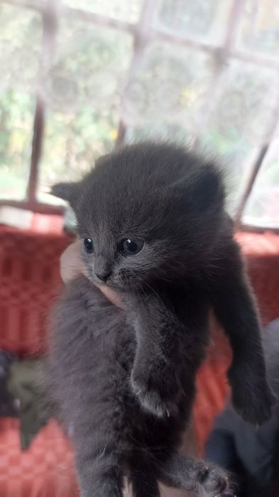 Отдам котят даром