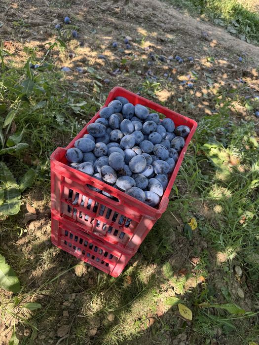 Prune coapte pentru țuică