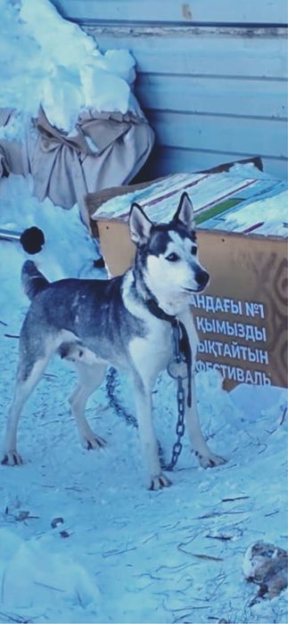 Щенята отдам бесплатно, Астана, 3 девочки