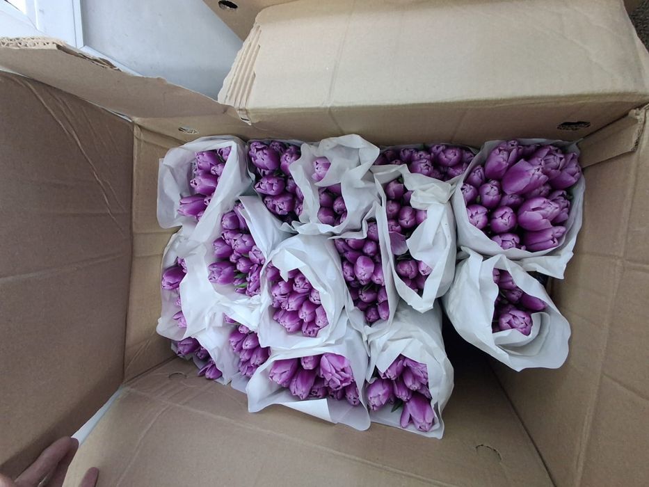 Продам Голландские тюльпаны