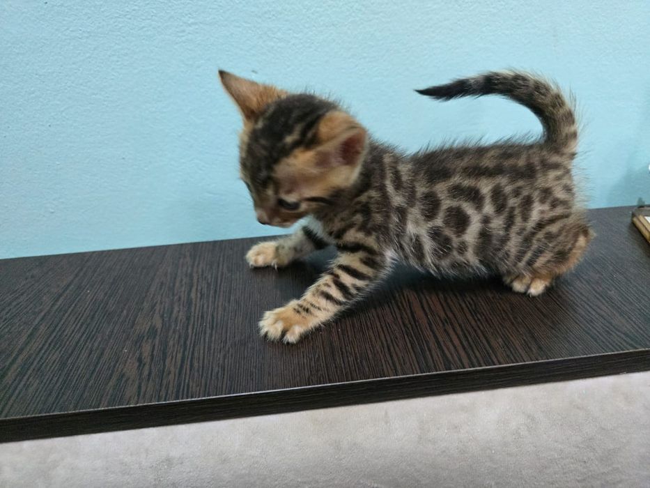 Бенгальский котенок