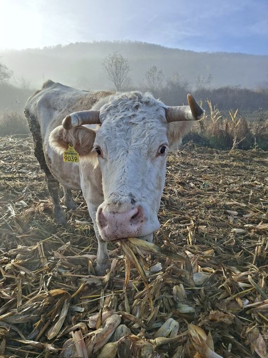 Vând vaca cu lapte