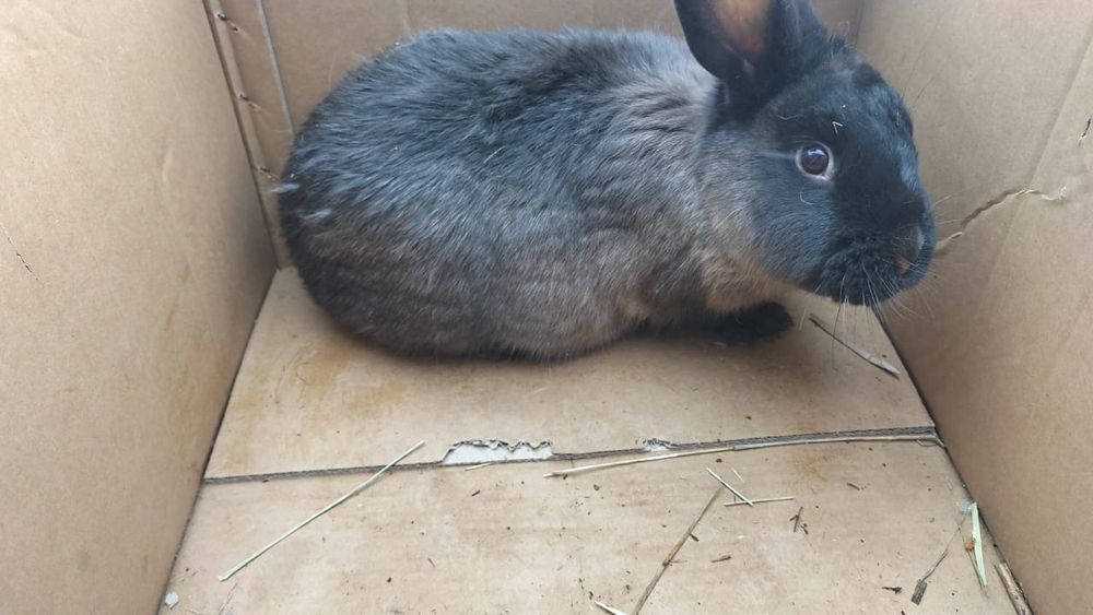 Кролики молодые ㅤㅤ