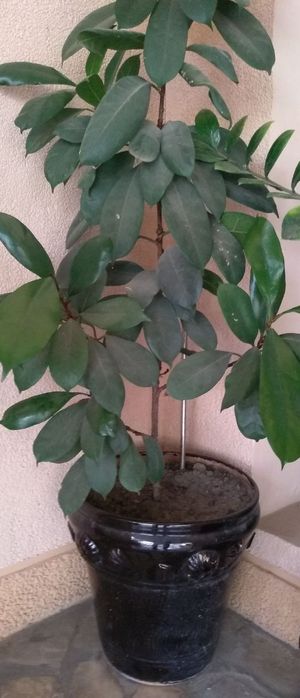 комнатные растения/  xonaki gullar