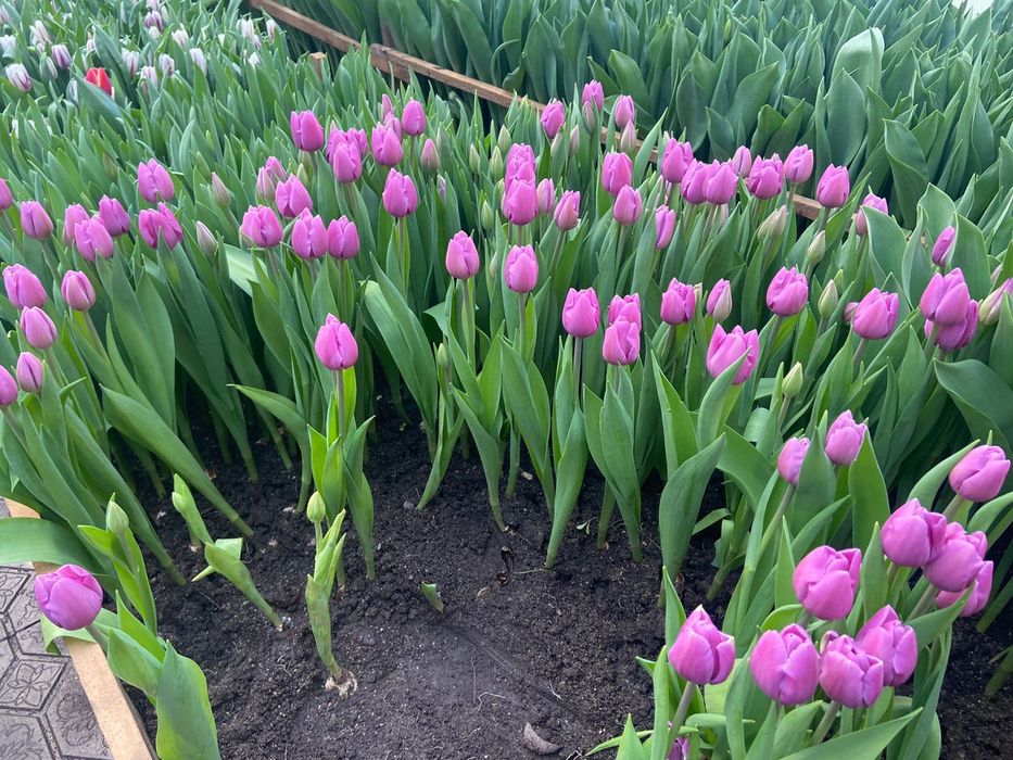 Цветый. Тюльпаны на 8 марта