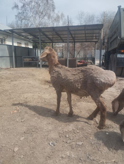 Продам гиссар  в