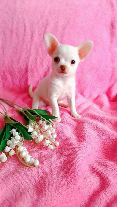 Продается девочка чихуахуа