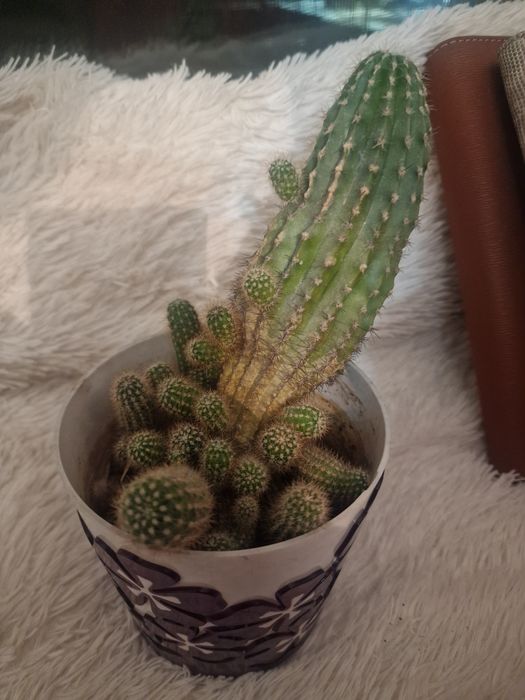 Кактусы "Возрождение"