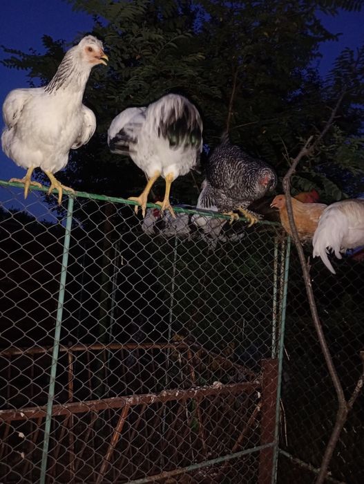 Cocos Brahma , de 4 luni.