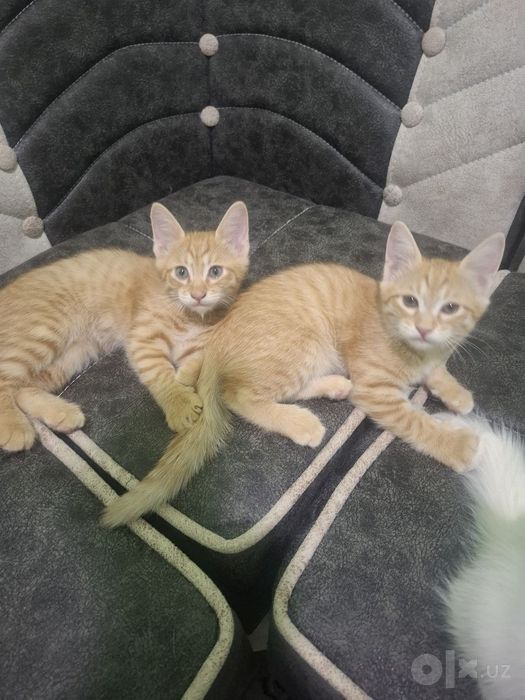 Котята бесплатно