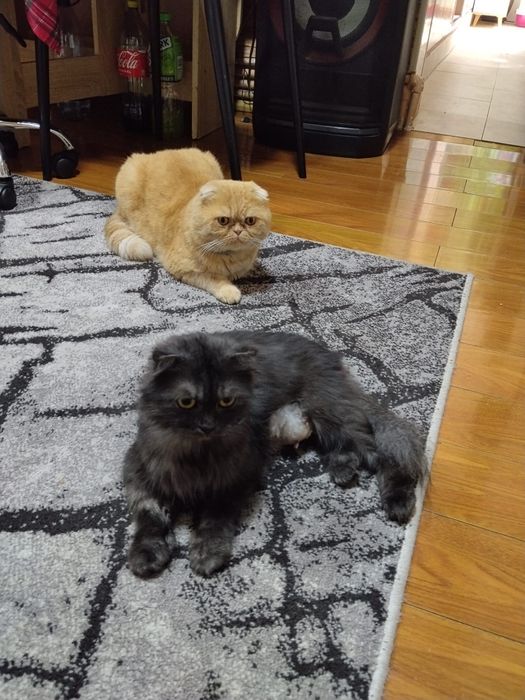 Motanel scottish fold