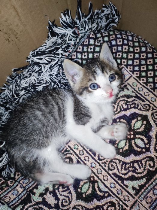 Котенок мальчик 2,5 месяца