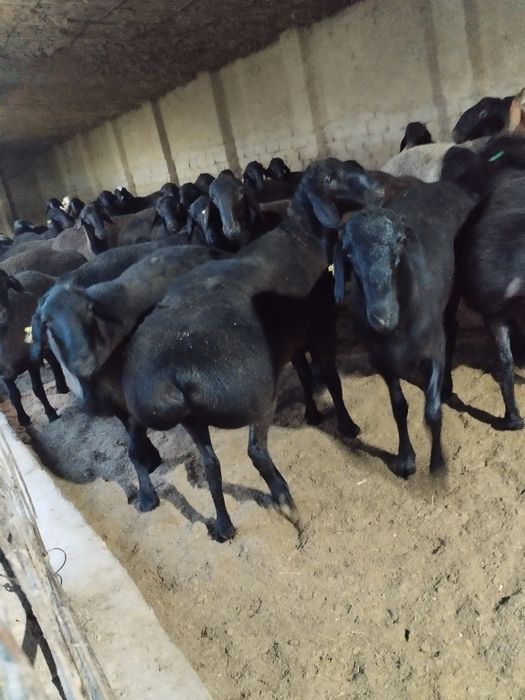 Курбонликка кучкор