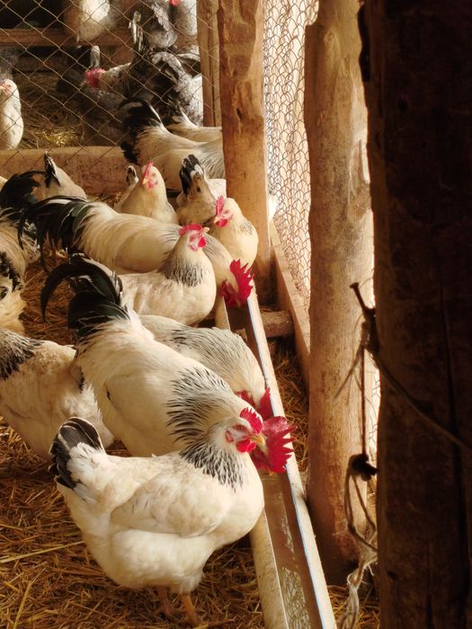 Адлер жұмыртқасы сатылады