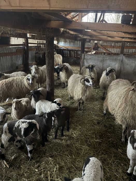 Oi cu. Miei. dupa ele