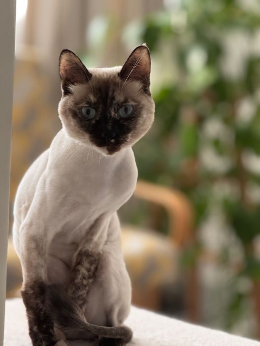 Кошка добрая и ласковая ищет дом