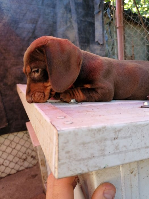 Femela teckel ciocolatie