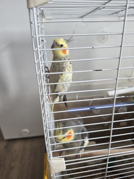 Продам парочку корелл