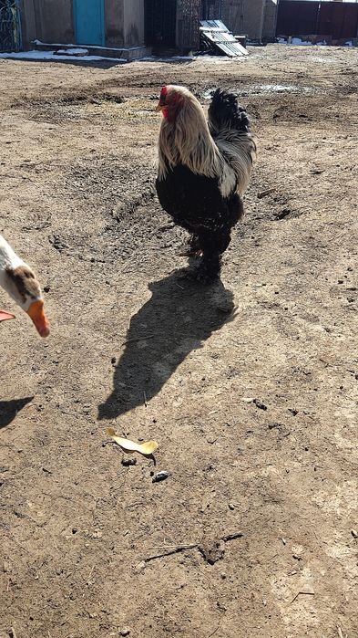 Продаю петушка брама темная