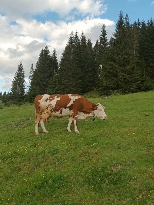 Vând vacă cu vitel