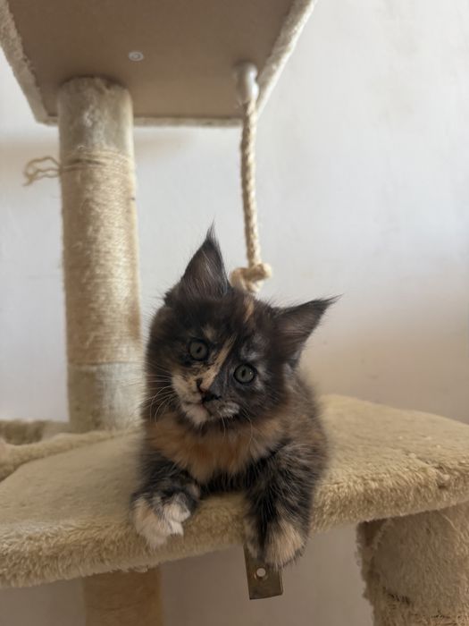 Котенца Мейн Куун