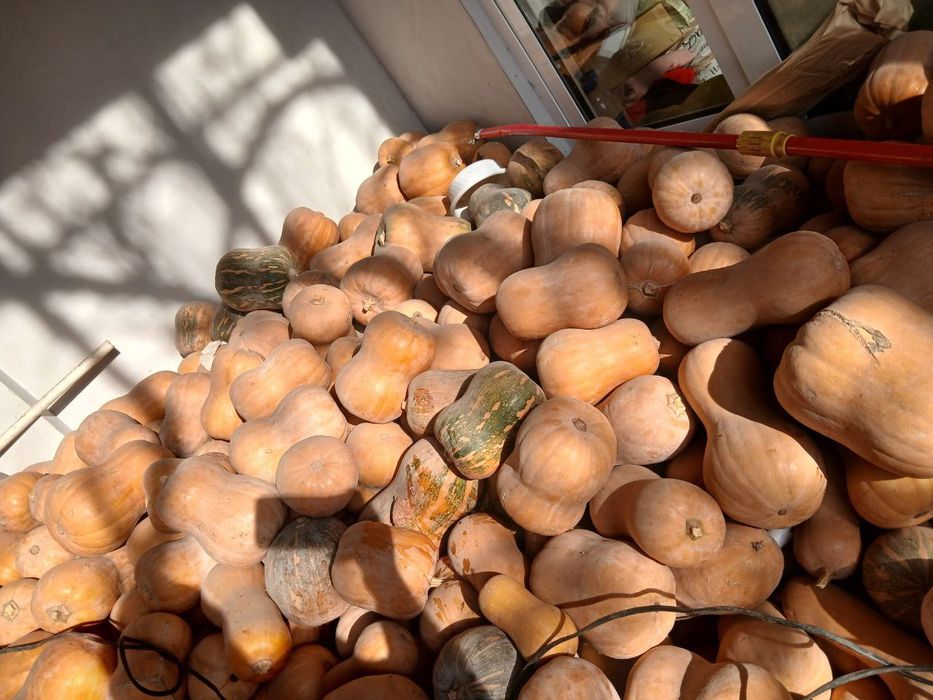 Osh qovoq  4000 Toshkent