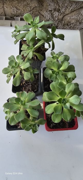 Продам комнатные цветы.