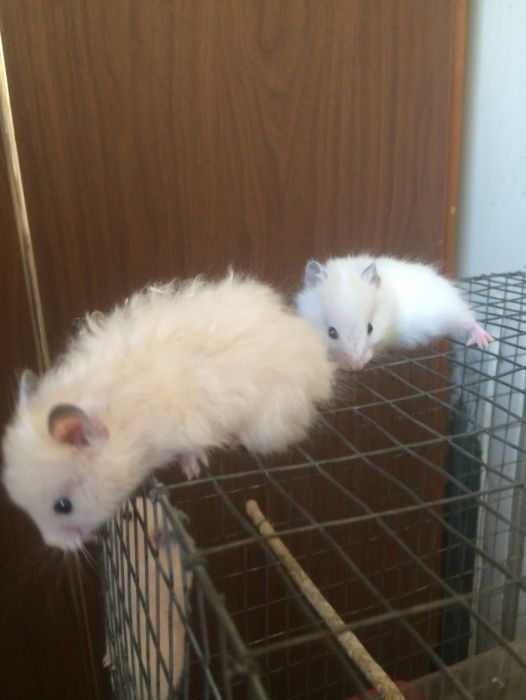 Хомяки сирийские и джунгарики!