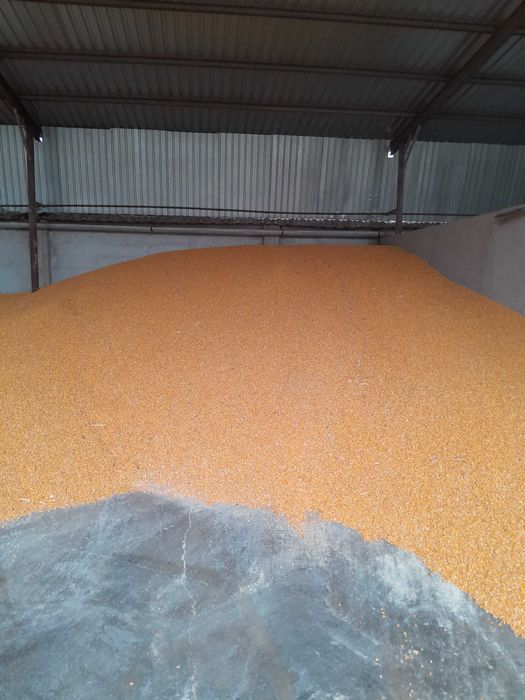 Porumb,orz  si tărâțe de ungaria