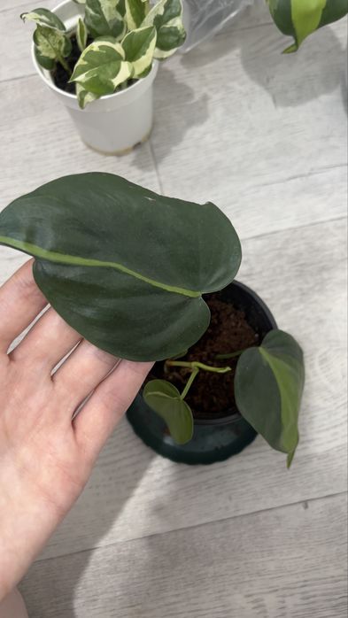 Продам Филодендрон Бразил (взрослый)