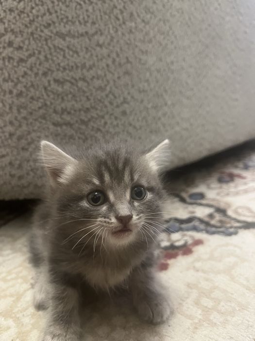 Отдам Кошку, котёнка . девочка