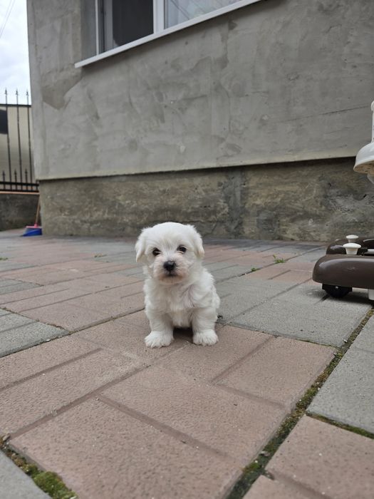 Bichon Maltez Pui
