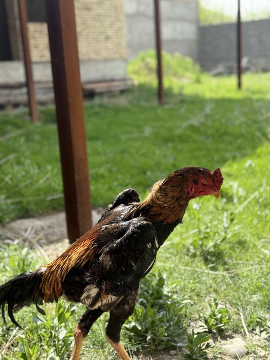 Шамо таза майская