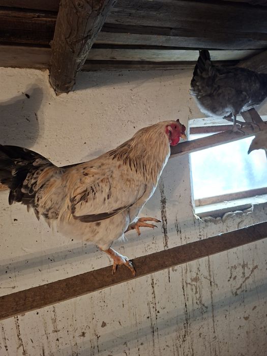 Продам петухов 6.7 месяцев