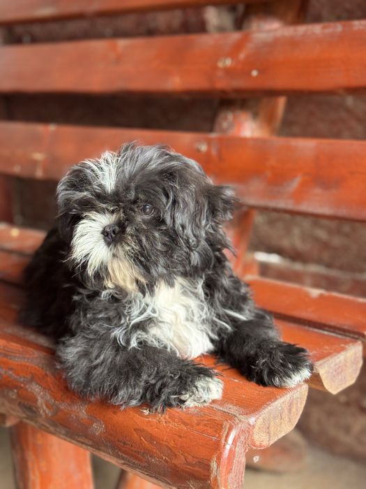 Cățel shih tzu