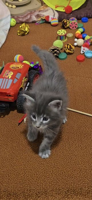 Котята породы Мейнкун