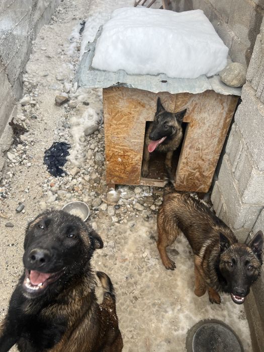 Белгиски овчарка сатылады