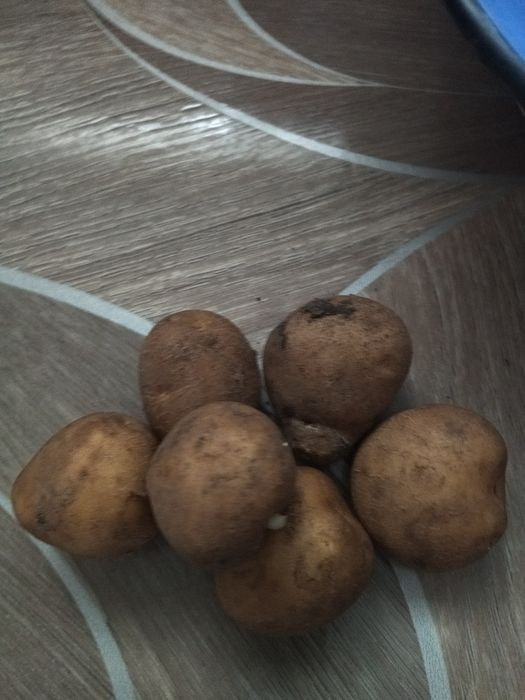 Продам семенной картофель с дачи