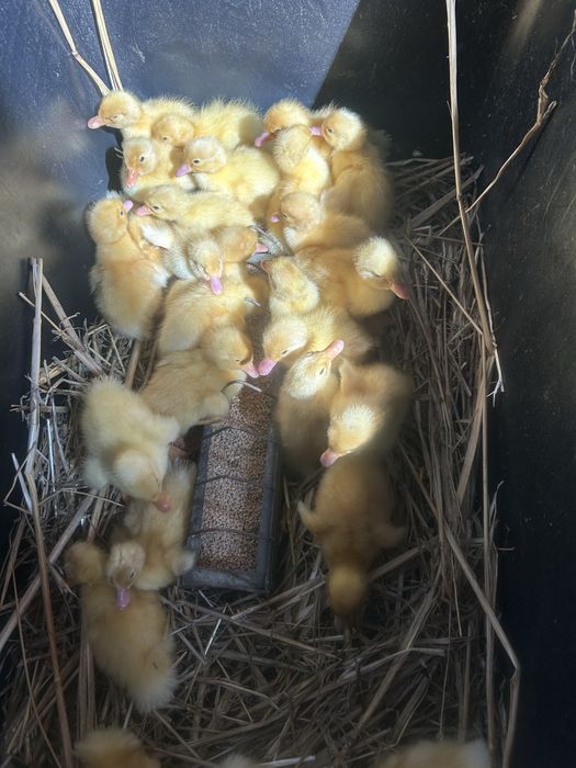 Oua de rață de la țară crescute liber cu livrare la domiciloiu
