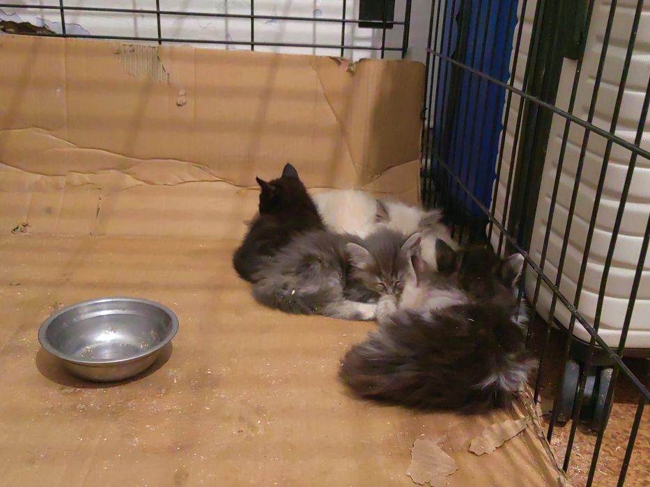 Котята в хорошие руки
