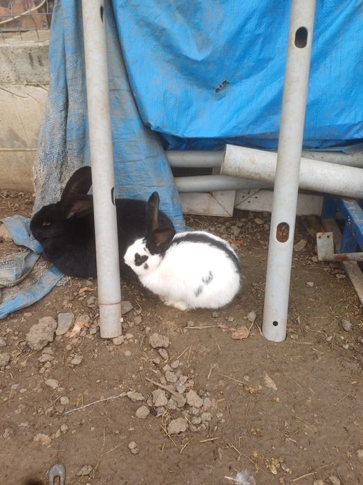 Iepuri fluture german,pui si adulti