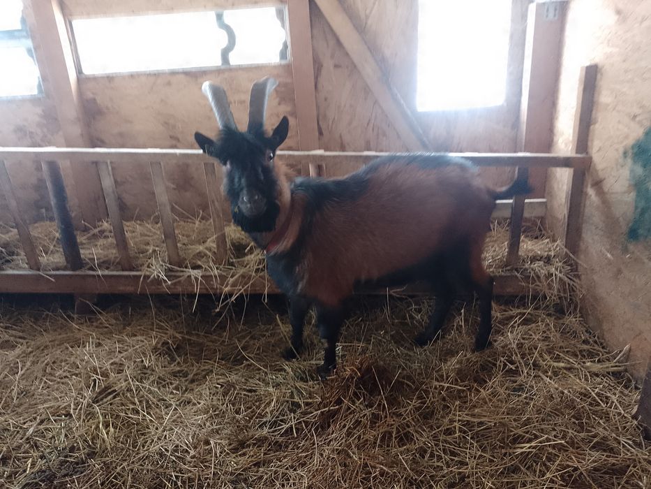 Berbec doorper și un țap alpin freancez