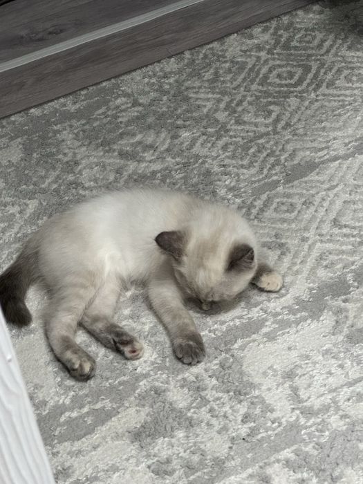 Отдам котенка девочку